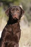 LABRADOR 625